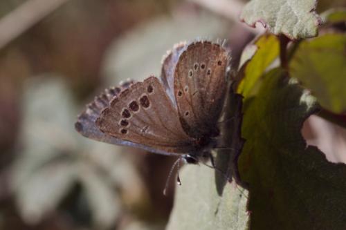 Réf. 227 079 : Glaucopsyche melanops