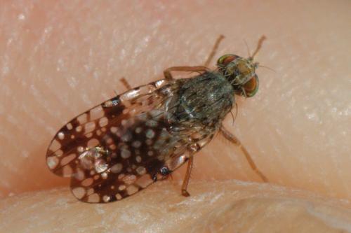 Réf. 227 908 : Tephritis matricariae