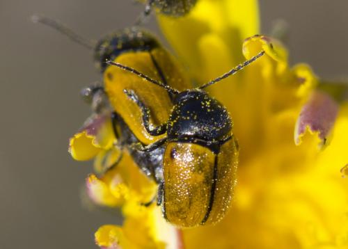 Réf. 227 387 : Cryptocephalus rugicollis
