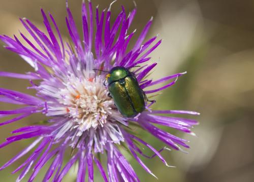 Cryptocephalus sp.