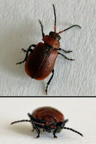 Emarhopa rufa