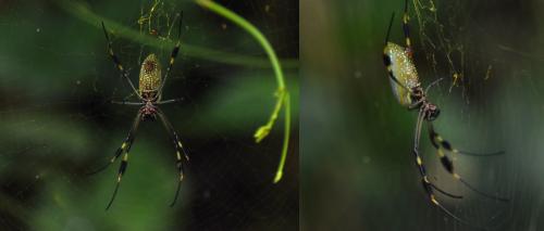 Trichonephila clavipes