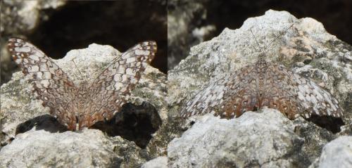 Hamadryas amphichloe diasia