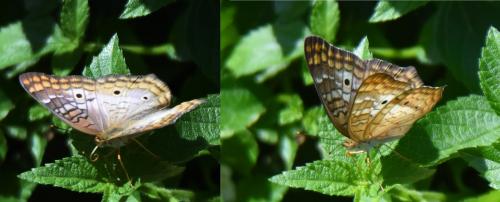 Anartia jatrophae