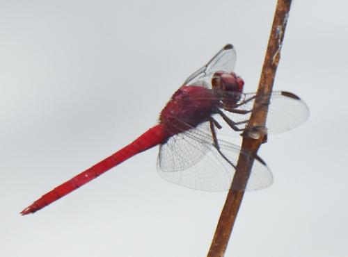 Orthemis sp.