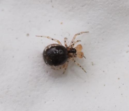 Sardinidion blackwalli