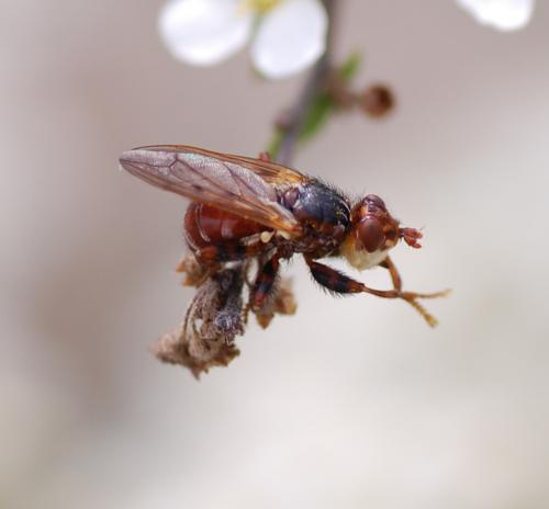 Myopa tessellatipennis