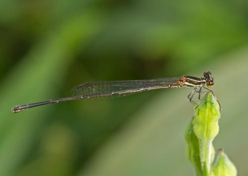 Onychargia atrocyana