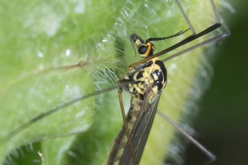 Réf. 227 421 : Nephrotoma appendiculata