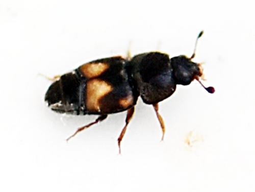 Carpophilus hemipterus