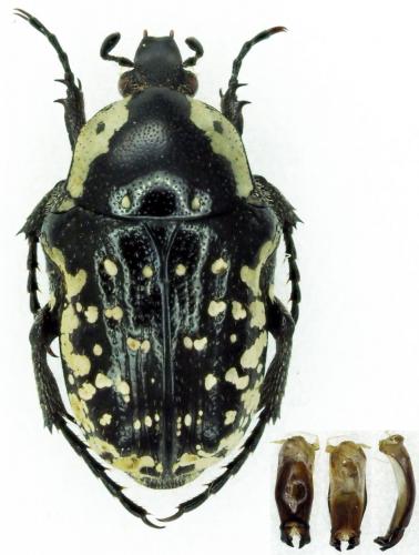 Réf. 227 940 : Oxythyrea guttifera