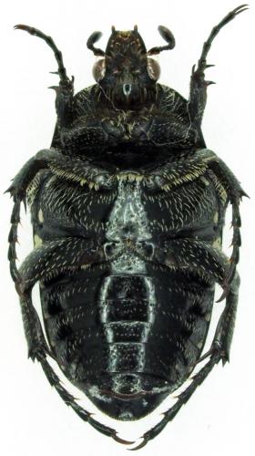 Réf. 227 941 : Oxythyrea guttifera