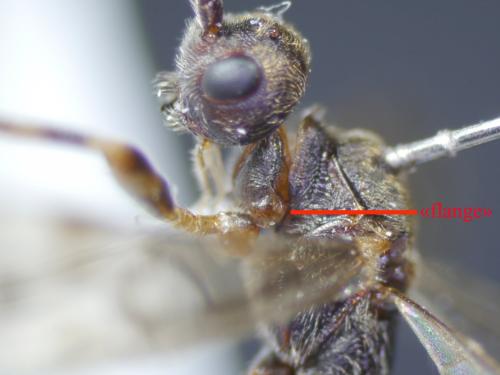 Wachsmannia spathiiformis