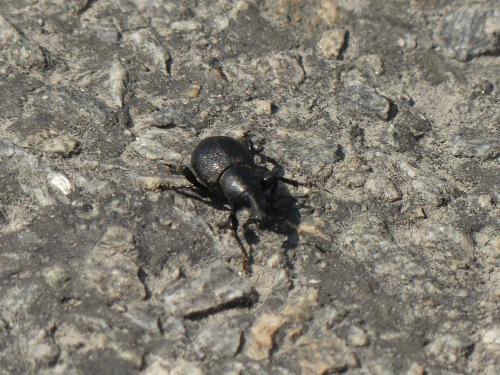 Liparus coronatus