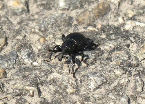Liparus coronatus