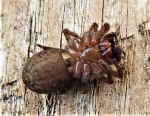 Amaurobius sp.