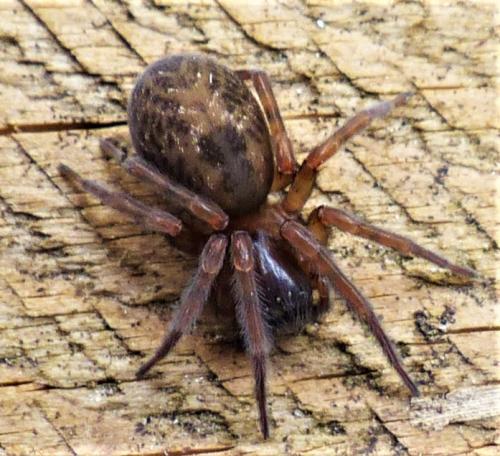 Réf. 227 103 : Amaurobius sp.