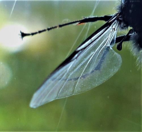 Bibio marci
