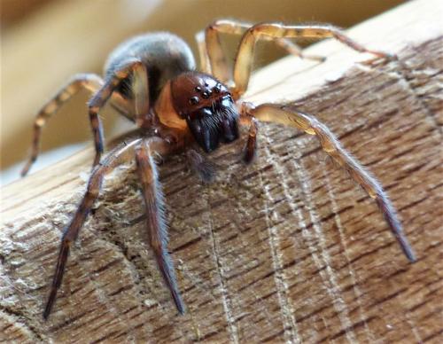 Amaurobius sp.