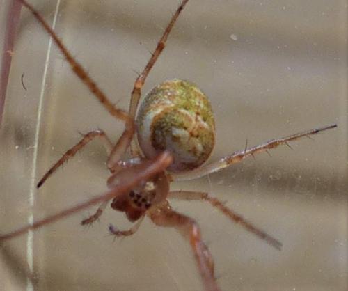 Metellina sp.