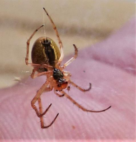Metellina sp.