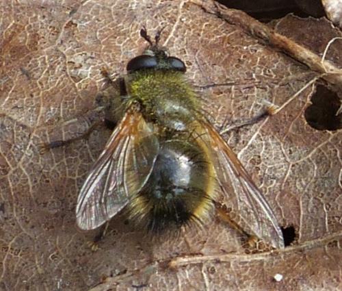 Réf. 227 382 : Tachina lurida