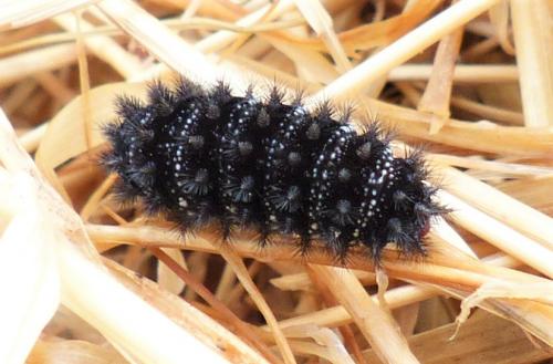 Melitaea cinxia
