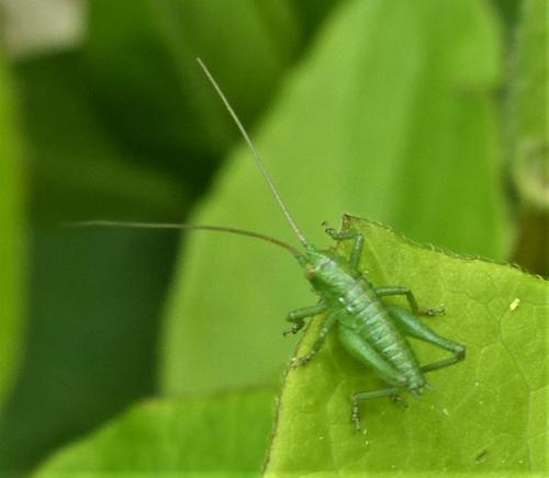 Tettigonia viridissima