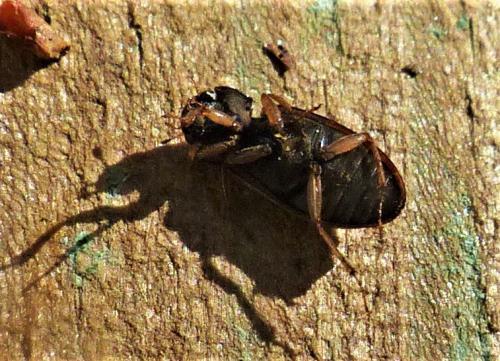 Helophorus sp.