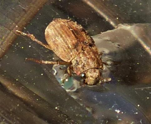 Helophorus sp.