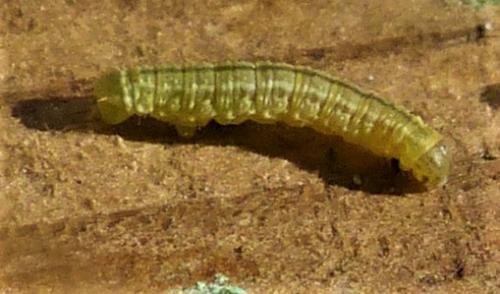 Operophtera brumata