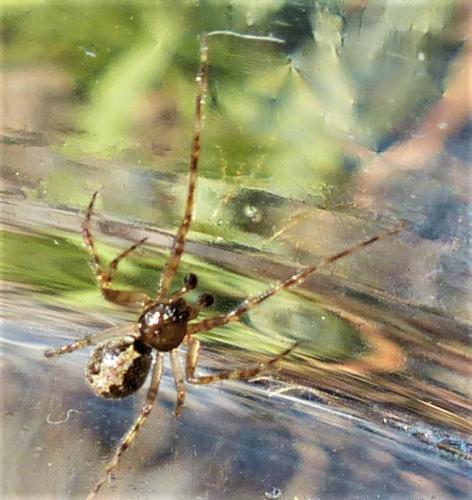 Theridion sp.