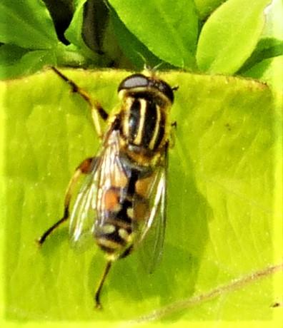 Helophilus pendulus