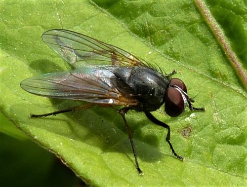 Fannia lustrator