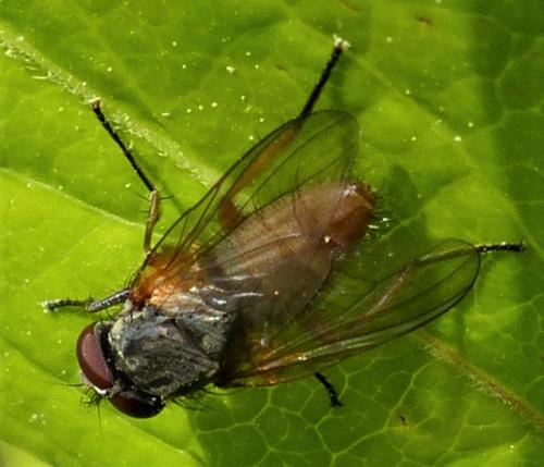 Fannia lustrator
