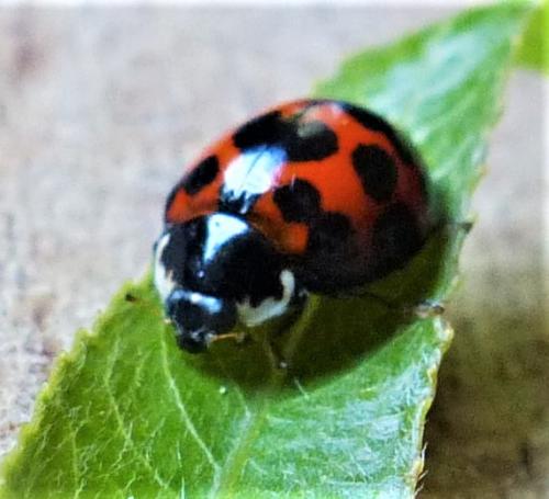 Harmonia axyridis
