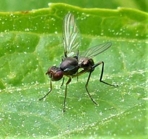 Nemopoda nitidula