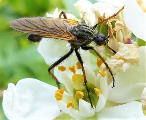 Empis tessellata