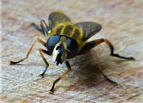 Helophilus pendulus