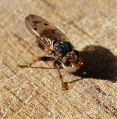 Myopa vicaria