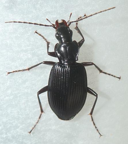 Réf. 227 180 : Platynus assimilis