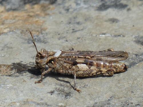 Réf. 227 433 : Acrotylus insubricus insubricus