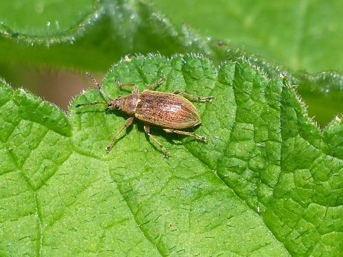 Phyllobius pyri