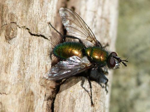 Gymnocheta viridis