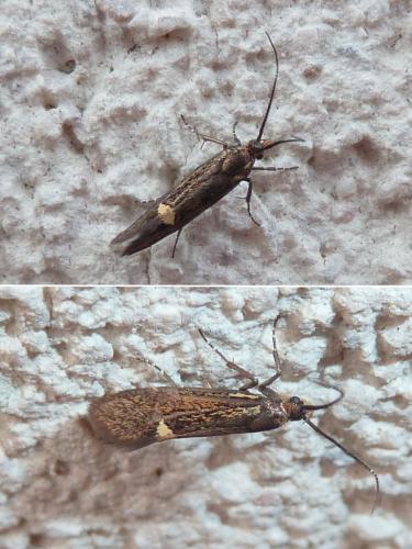 Esperia sulphurella