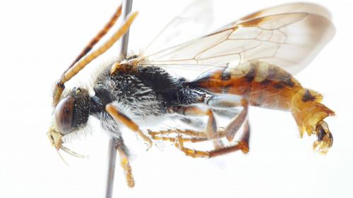 Réf. 227 760 : Nomada alboguttata