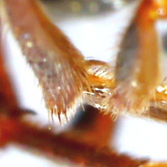 Réf. 227 764 : Nomada alboguttata