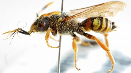 Nomada bifasciata