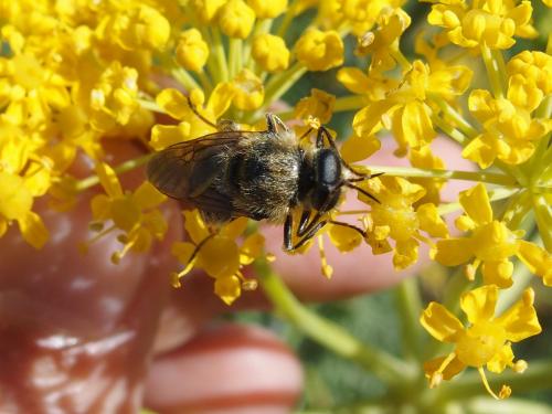 Stratiomys longicornis