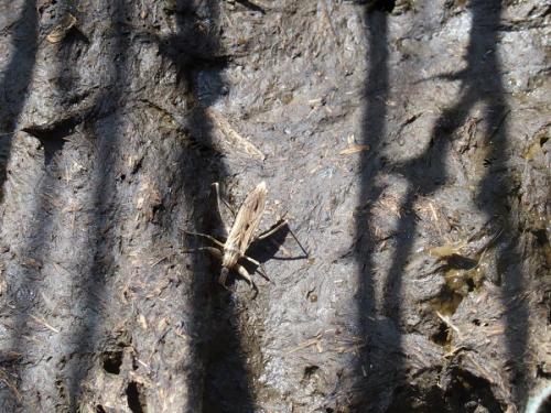 Oncocephalus pilicornis